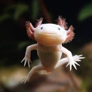 Meet your Posher, Bennett